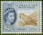 Valuable Postage Stamp from Somaliland 1953 2s Somali Rock Pigeon SG146 Fine Mtd Mint