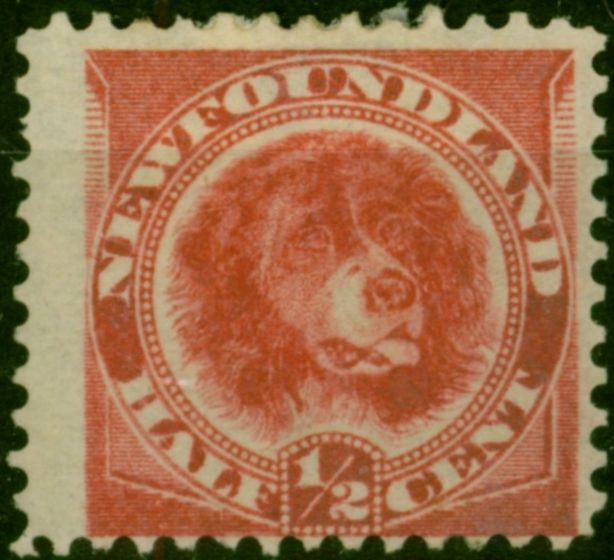 Newfoundland 1887 1/2c Rose-Red SG49 Fine MM Queen Victoria (1840-1901) Rare Stamps