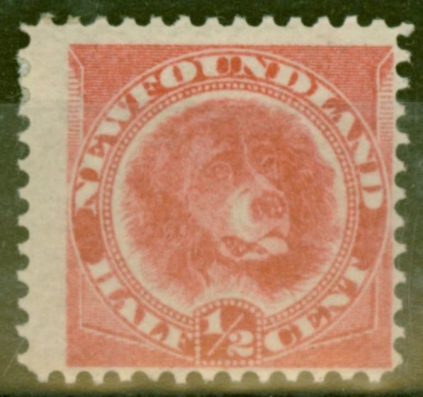 Valuable Postage Stamp from Newfoundland 1887 1/2c Rose-Red SG49 Fine Lightly Mtd Mint
