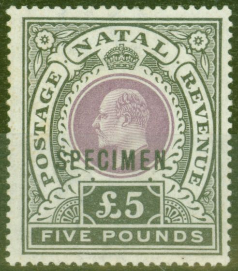 Rare Postage Stamp from Natal 1902 £5 Mauve & Black Specimen SG144s V.F Mtd Mint